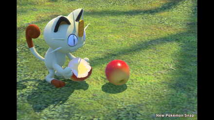 Feed Meowth with 2 Fluffruits.jpg