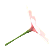 Cherry-Blossom Umbrella Image