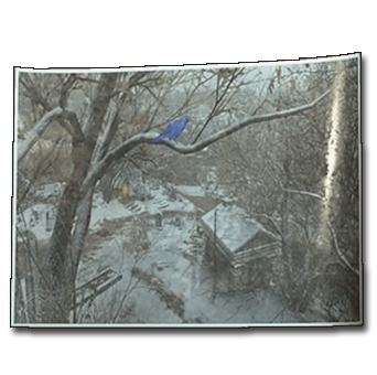 Photo of a Strange Bird Icon.png