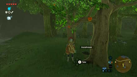 Ironshroom - Hill Campsite Apple Tree
