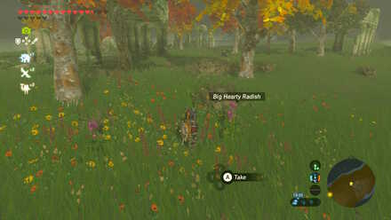 Big Hearty Radish - Malin Bay