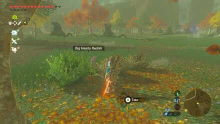 Big Hearty Radish - Torin Wetland