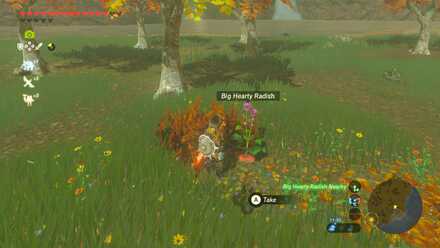 Big Hearty Radish - Torin Wetland