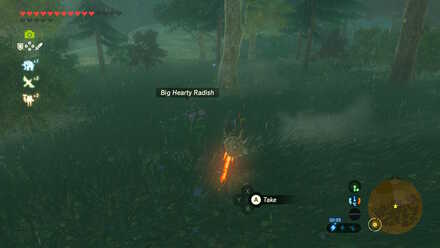 Big Hearty Radish - Rok Woods