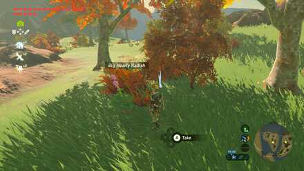 Big Hearty Radish - Akkala Falls 1