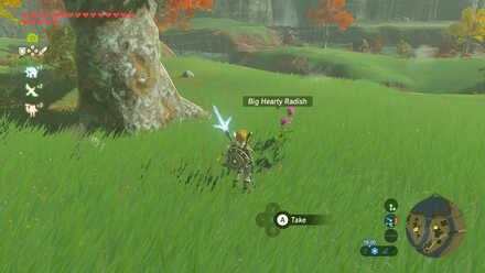 Big Hearty Radish - Akkala Falls 2