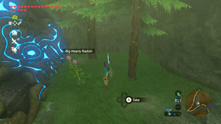 Big Hearty Radish - Soh Kofi Shrine