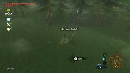 Big Hearty Radish - Tabahl Woods 1