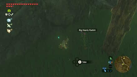 Big Hearty Radish - Tabahl Woods 2