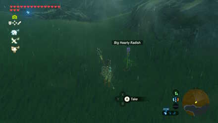 Big Hearty Radish - Samasa Plain