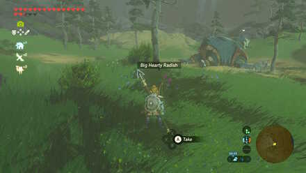 Big Hearty Radish - Talus Plateau