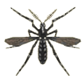 ACNH - Mosquito