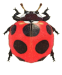 ACNH - Ladybug