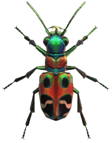 ACNH - Tiger Beetle