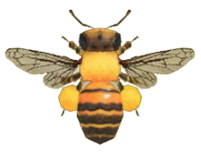 ACNH - Honeybee