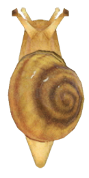 ACNH - Snail