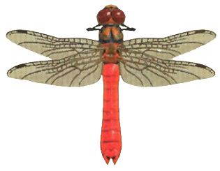 ACNH - Red Dragonfly