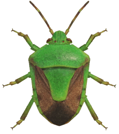 ACNH - Stinkbug