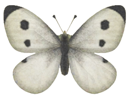 ACNH - Common Butterfly