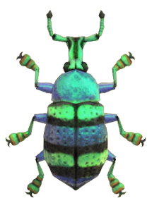 ACNH - Blue Weevil Beetle