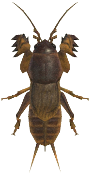ACNH - Mole Cricket