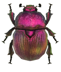 ACNH - Earth-Boring Dung Beetle