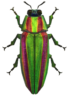 ACNH - Jewel Beetle
