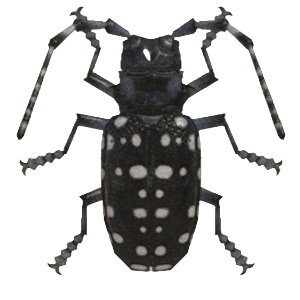 ACNH - Citrus Long-Horned Beetle