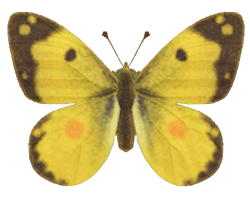 ACNH - Yellow Butterfly