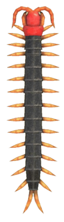 ACNH - Centipede