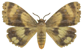 ACNH - Moth