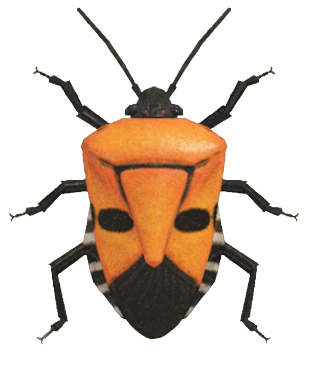 ACNH - Man-Faced Stink Bug