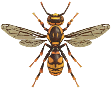 ACNH - Wasp