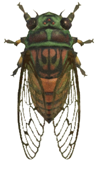 ACNH - Evening Cicada