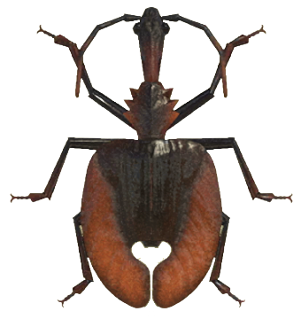 ACNH - Violin Beetle