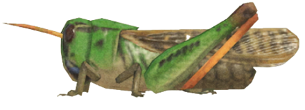 ACNH - Migratory Locust