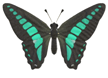 ACNH - Common Bluebottle