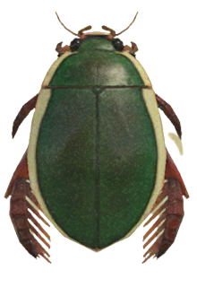 ACNH - Diving Beetle