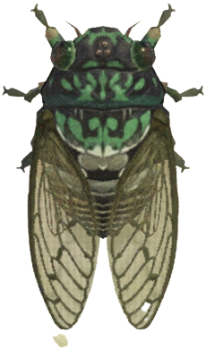 ACNH - Robust Cicada