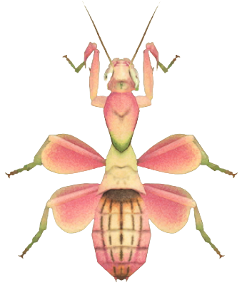 ACNH - Orchid Mantis
