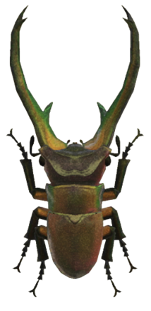 ACNH - Cyclommatus Stag