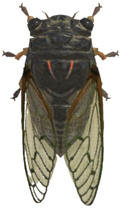 ACNH - Giant Cicada