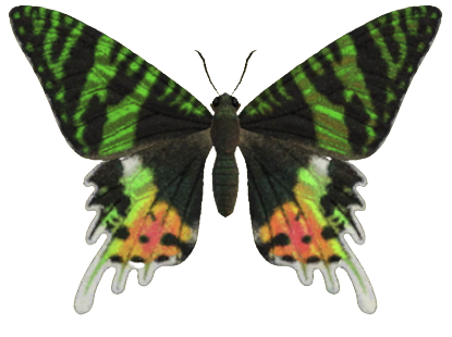 ACNH - Madagascan Sunset Moth