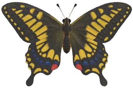 ACNH - Tiger Butterfly