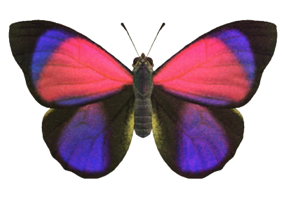 ACNH - Agrias Butterfly