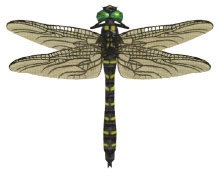 ACNH - Banded Dragonfly