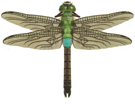 ACNH - Darner Dragonfly
