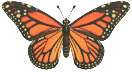 ACNH - Monarch Butterfly
