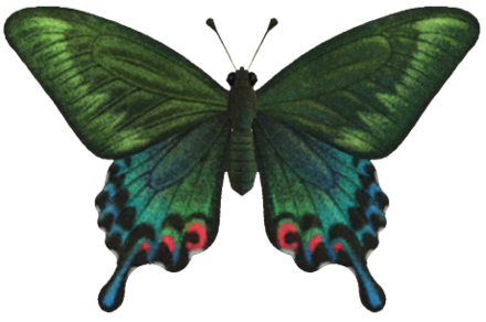ACNH - Peacock Butterfly