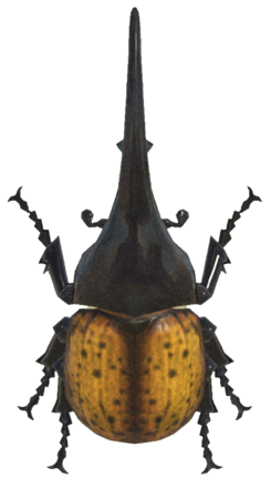 ACNH - Horned Hercules